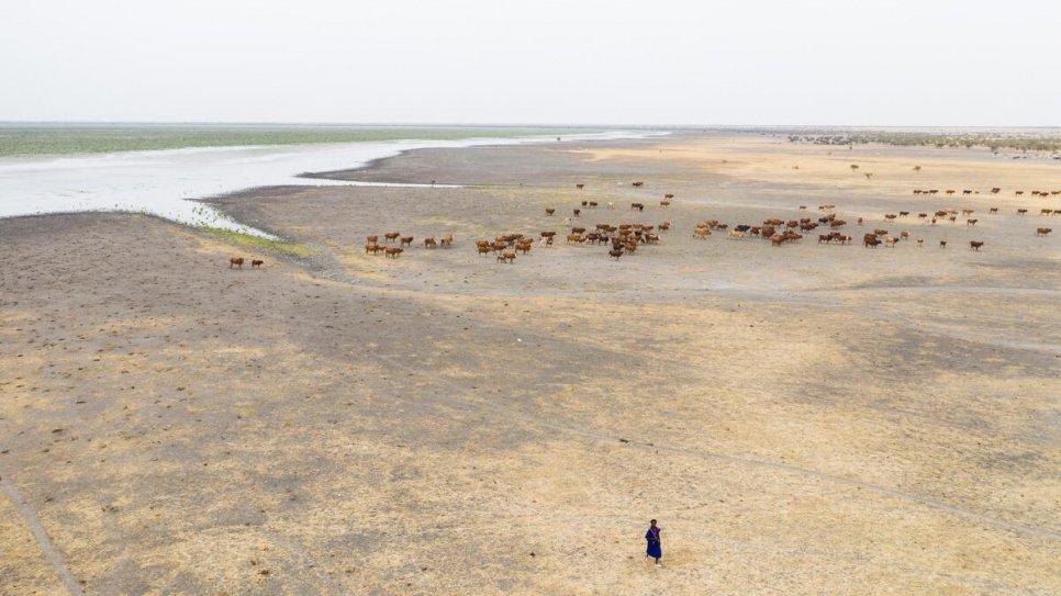 A Fulani herdsman leads his cattle from Lake Mahmouda's receding waters in Mauritania.  