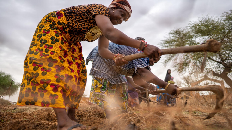 Maiga and members of her agricultural cooperative plant niebe beans, which are used to make fritters and other baked goods. 