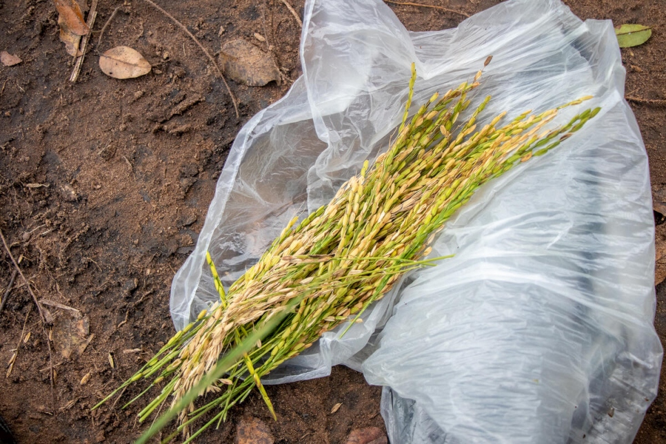 Sheaves of rice from Antoinette's farm near Lôvua settlement, Angola  