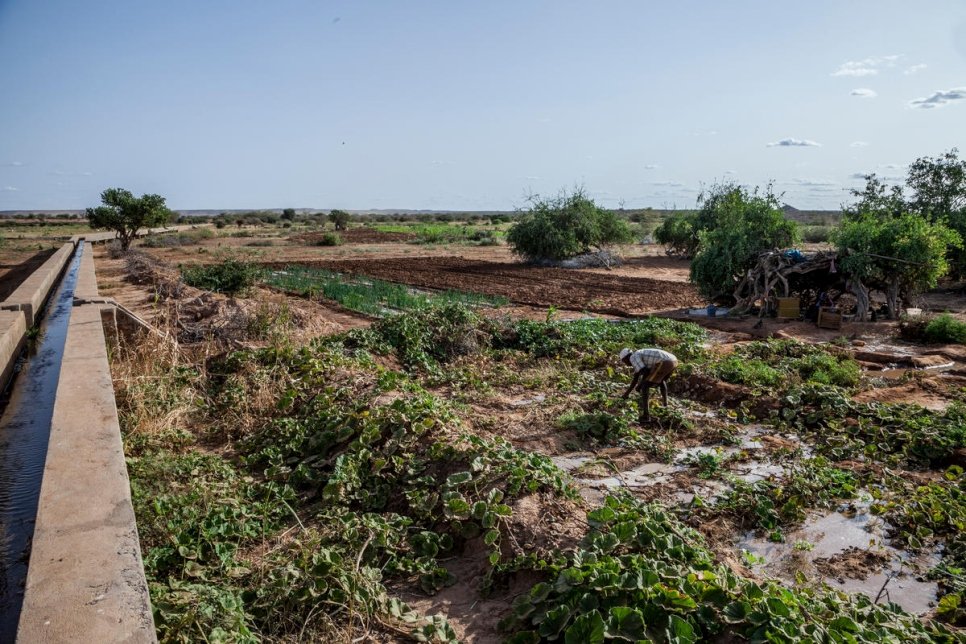 Ethiopia. Local farmers share land with Somali refugees with bountiful results