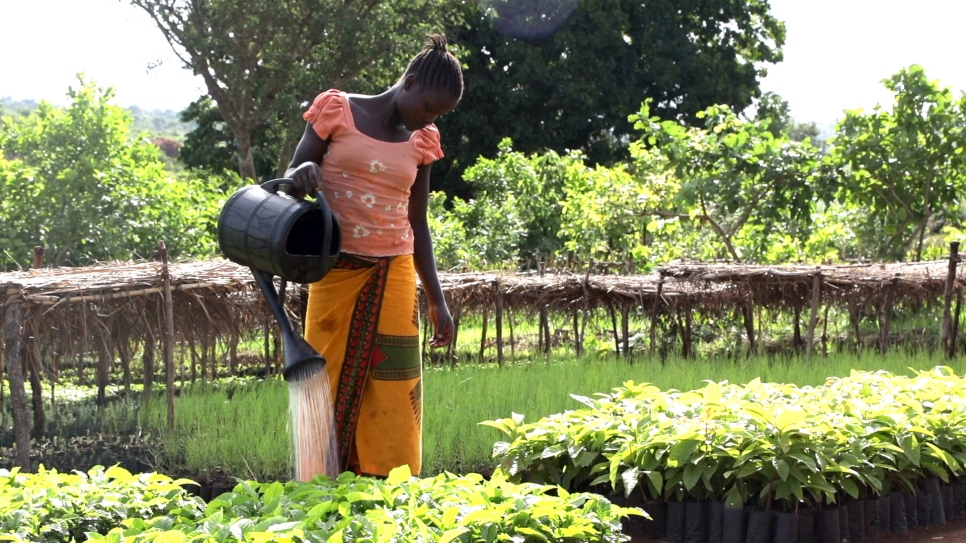 Once rooted, the seedlings will be transferred to the camp and host community.