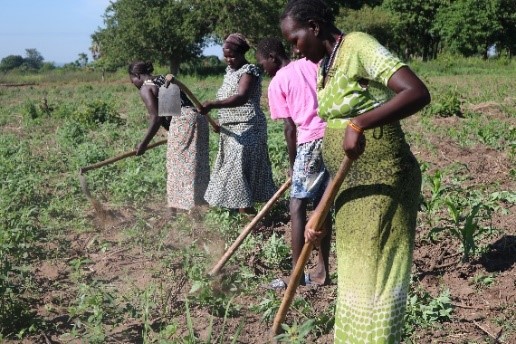 A group of four people working in a field