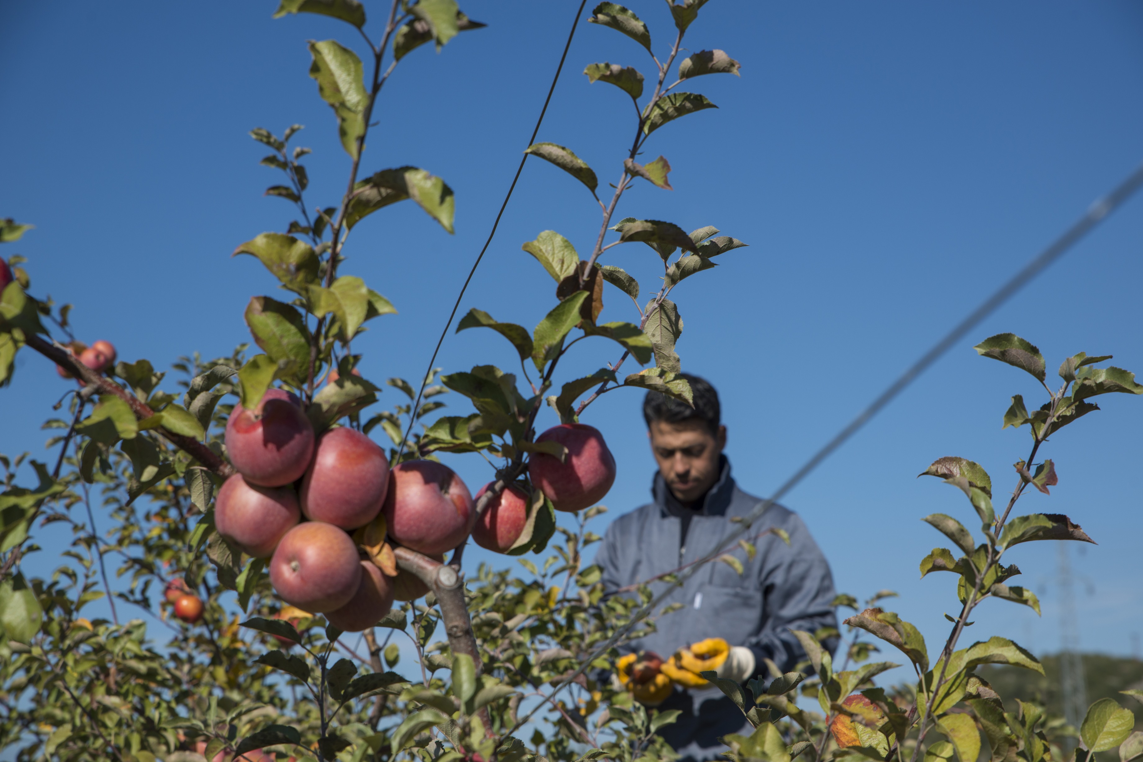 In the forefront an apple tree, in the background, a man wearing gloves.