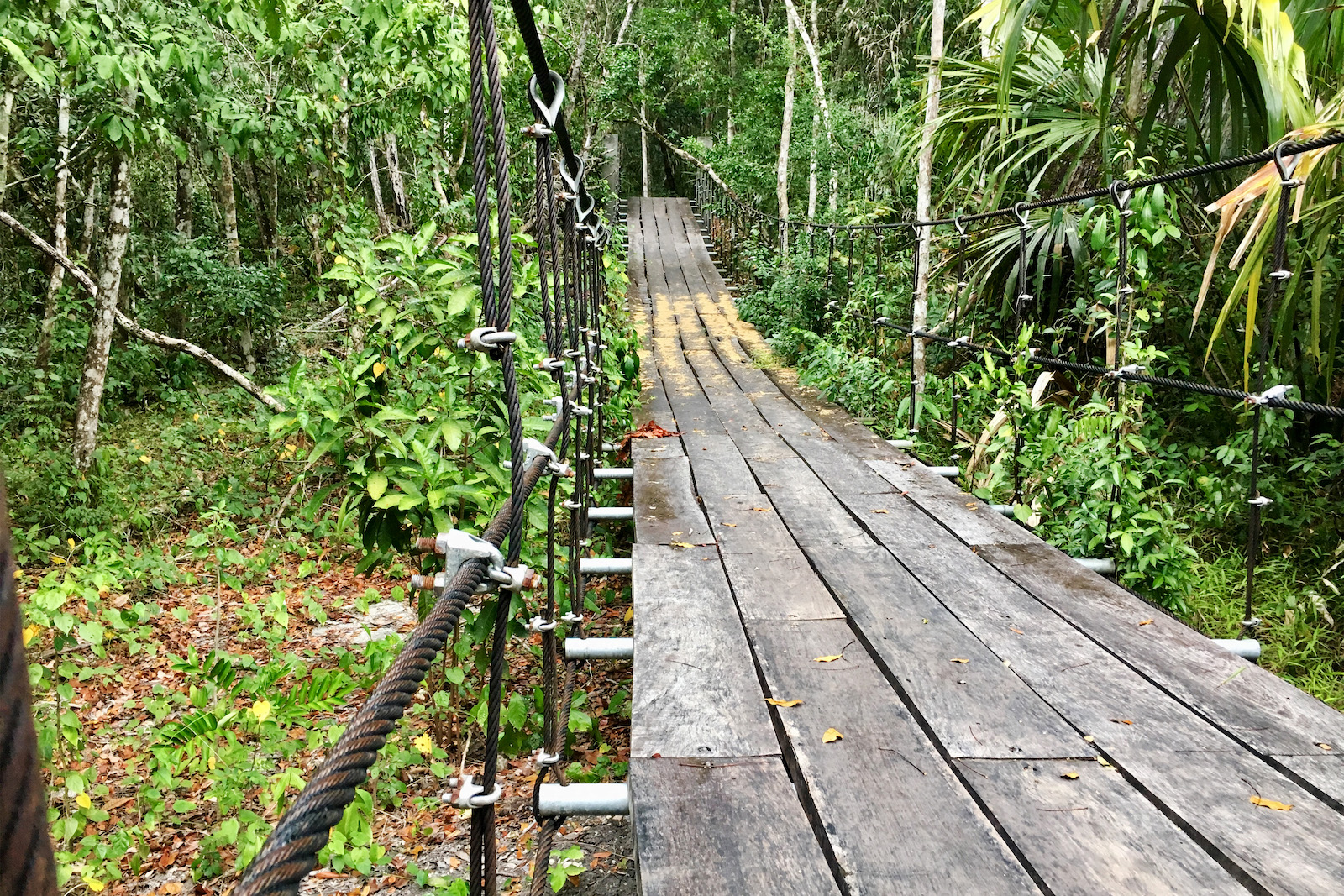 A wooden bridge in a green forest