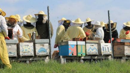 A group of people working with bee hives