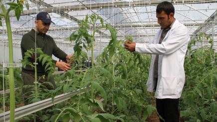 Two men working on crops in a greenhouse