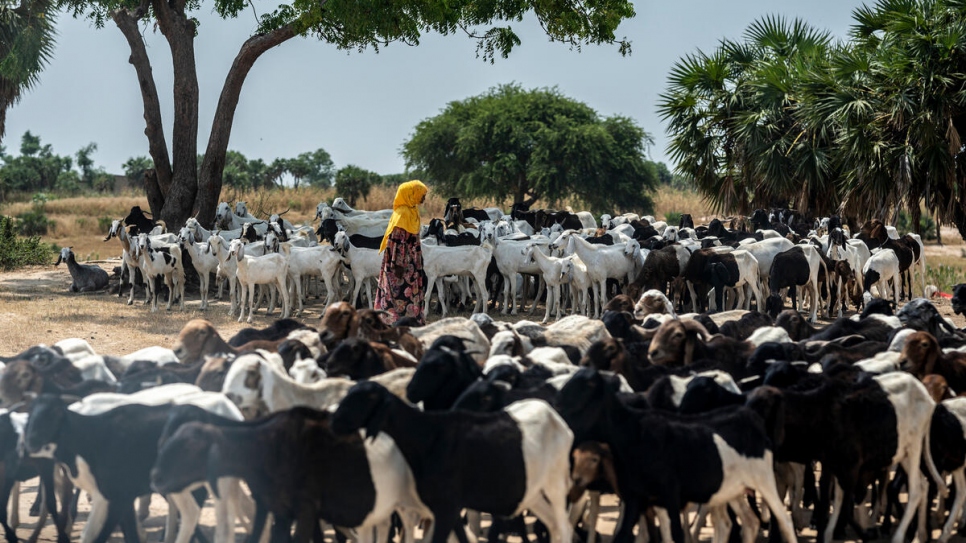 A herder tends her livestock in Chad's Chari Baguirmi region where some 11,000 people fleeing the clashes in Cameroon arrived in August. Two months later, close to 9,000 of them remain.