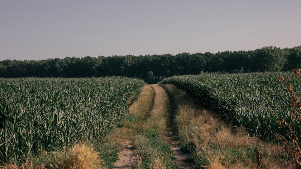 A well-travelled path near the border in Adasevci, Serbia.