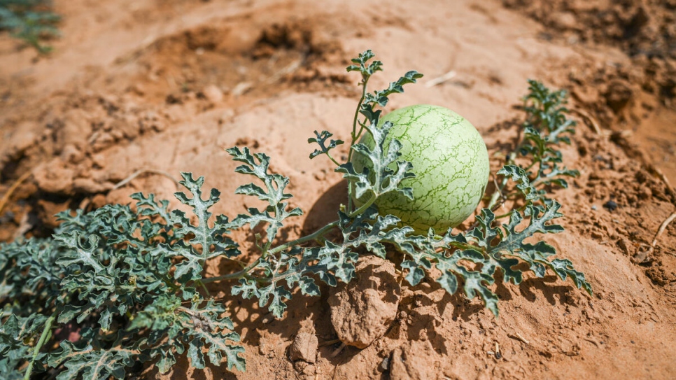 Une pastèque pousse dans le jardin maraîcher, créé pour diversifier la production alimentaire et assurer l'autosuffisance.