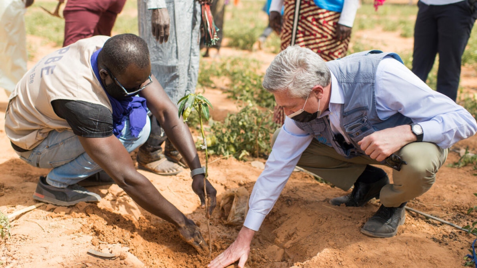 UN High Commissioner for Refugees Filippo Grandi plants a mango tree during a visit to Ouallam market garden.