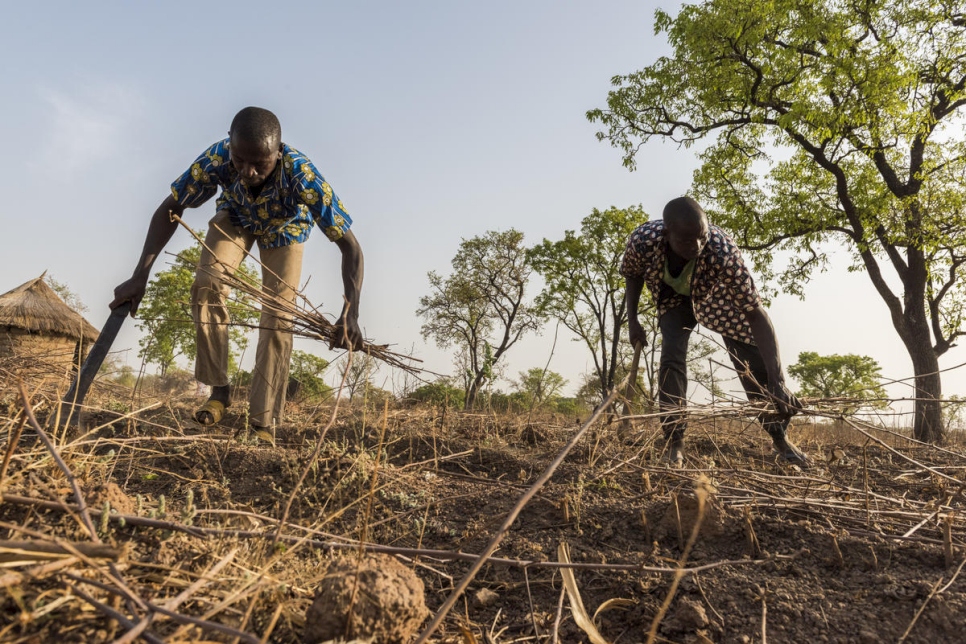 Sinali Silué (izquierda) y su hermano mayor Yeo Silué trabajan en la parcela de su familia a varios kilómetros de su casa en la aldea de Olleo, Côte d'Ivoire. 