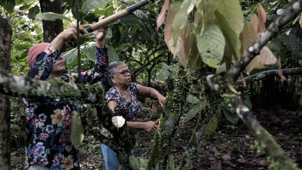 Vicenta (à droite) et Carmen* (à gauche), une demandeuse d'asile âgée de 38 ans et originaire du Nicaragua, s'occupent de quelques-uns des quelque 3000 cacaoyers cultivés dans la plantation de Vicenta. 