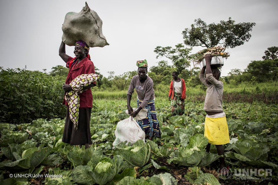 South Sudanese farmers who are part of a cooperative of refugees and hosts get ready to head home after a morning of harvesting at Biringi settlement. As humanitarian assistance to South Sudanese refugees in the Democratic Republic of the Congo (DRC) does not always meet basic needs, UNHCR supports refugees to earn their own income. 