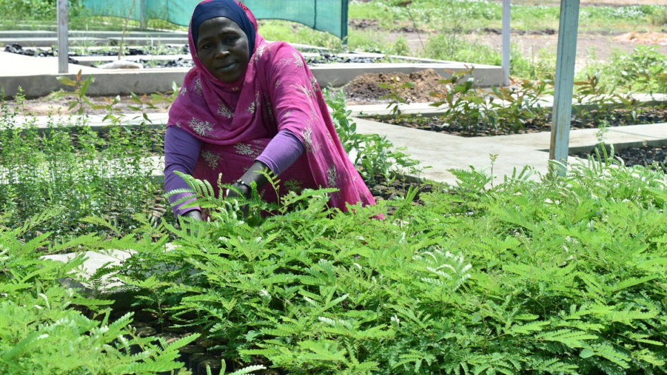  Refugees and locals work together to plant trees around camps and in designated forest areas in the state.