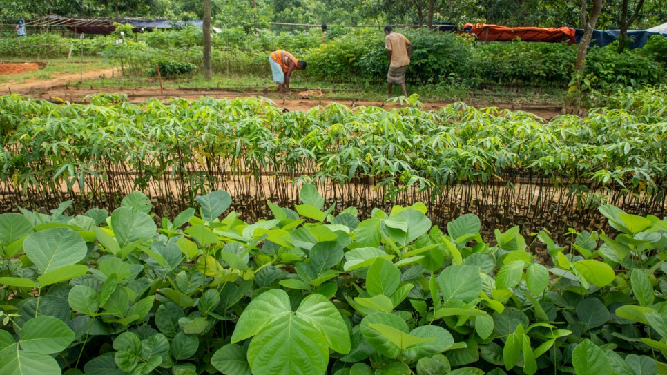 Hundreds of Bangladeshis and Rohingya refugees have received training on how to manage tree nurseries like this one in Kutupalong refugee camp.