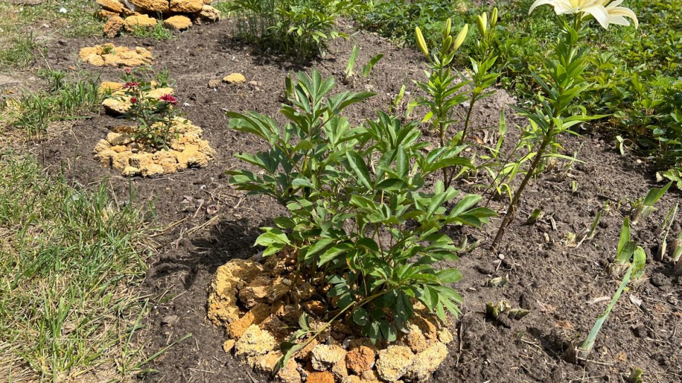 Oksana has used pieces of rubble from her ruined house to decorate her flower beds. 