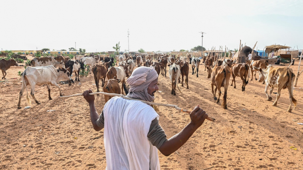 Abu Ag Hamid, a fire brigade member from Mali, herds his cattle at the Mbera refugee camp. He understands the need to protect the pastures that sustain his livelihood.