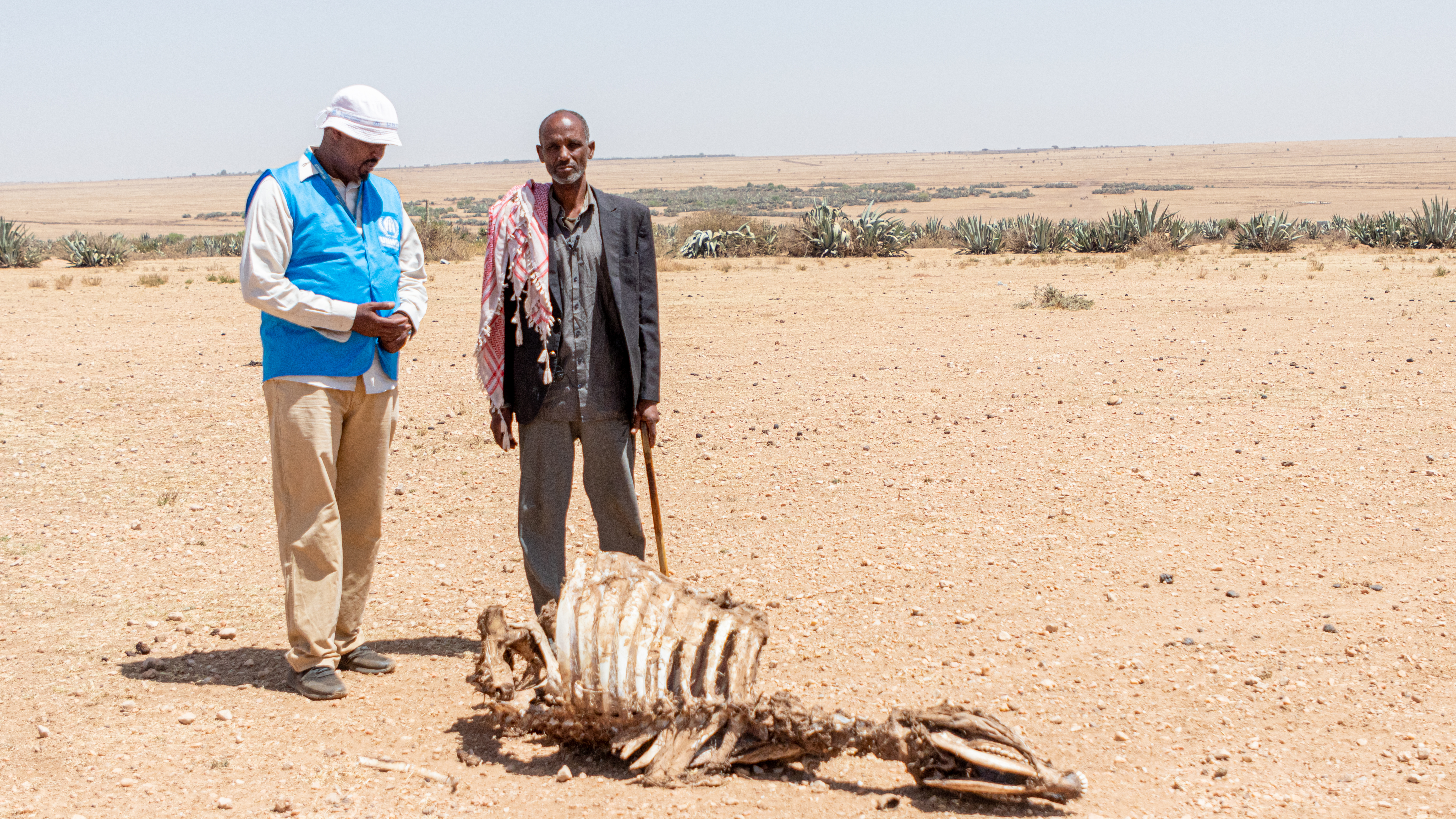 Adullahi Gedi (55) staat naast de karkassen van zijn vee. Hij is één van de duizenden op de vlucht in eigen land vanwege extreme droogte in de Somalische regio van Ethiopië. © UNHCR/Eugene Sibomana