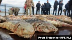 The four were found guilty of illegal border crossing and illegally fishing for sturgeon in Kazakhstan's territorial waters.