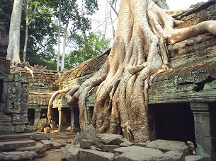 Tree roots grow over the west corridor of Ta Phrom in Siem Reap.