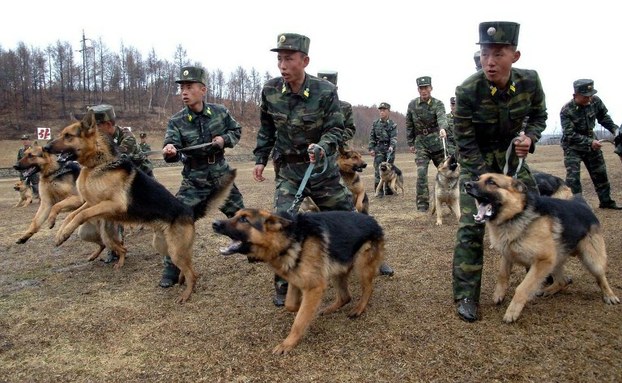 North Korean soldiers take part in a training with military dogs on April 6, 2013.