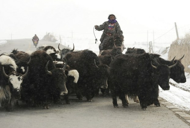 A Tibetan herder woman rounds up her herd of yak in Golog Tibetan Autonomous Prefecture, in northwest China's Qinghai province, March 8, 2012.