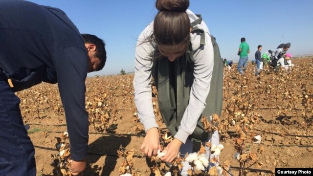 The government in Tashkent uses one of the world's largest state-sponsored systems of forced labor to harvest Uzbek cotton.
