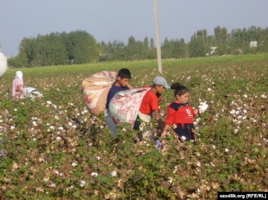 Uzbek schoolchildren in the Ferghana Valley pick cotton last month.