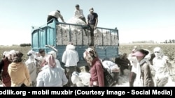 The Uzbek cotton harvest (file photo)