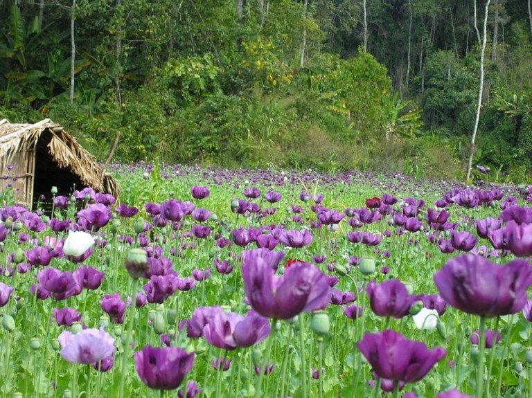 Poppies grow in a field in northern Laos, as seen in a file photo from the UNODC.