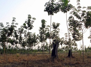 Newly planted rubber trees on a plantation licensed to a Vietnamese company in central Laos's Borikhamxay province, Nov. 24, 2007.