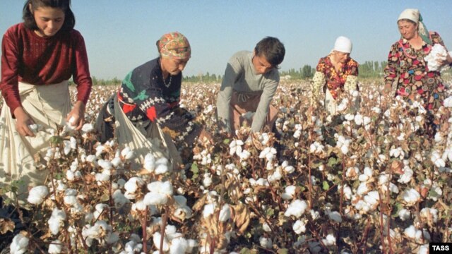 Cotton pickers in Uzbekistan (file photo)