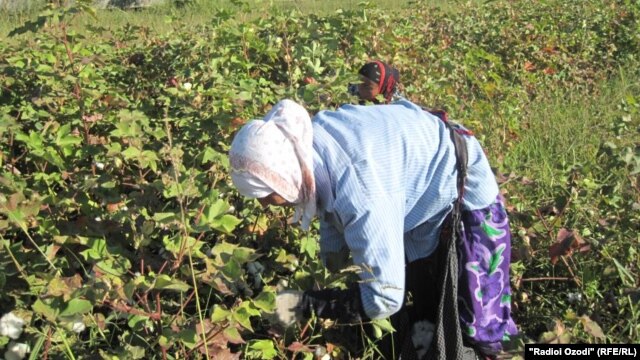 The stabbing is the second deadly incident that has occurred in a cotton-picking area in Qashqadaryo this month. (file photo)
