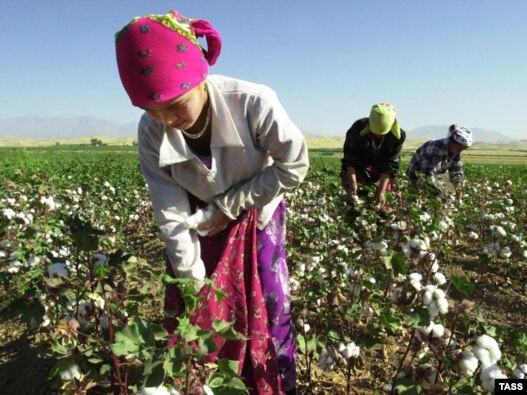 Schoolchildren have reportedly been mobilized in parts of Tajikistan to help with the cotton harvest.