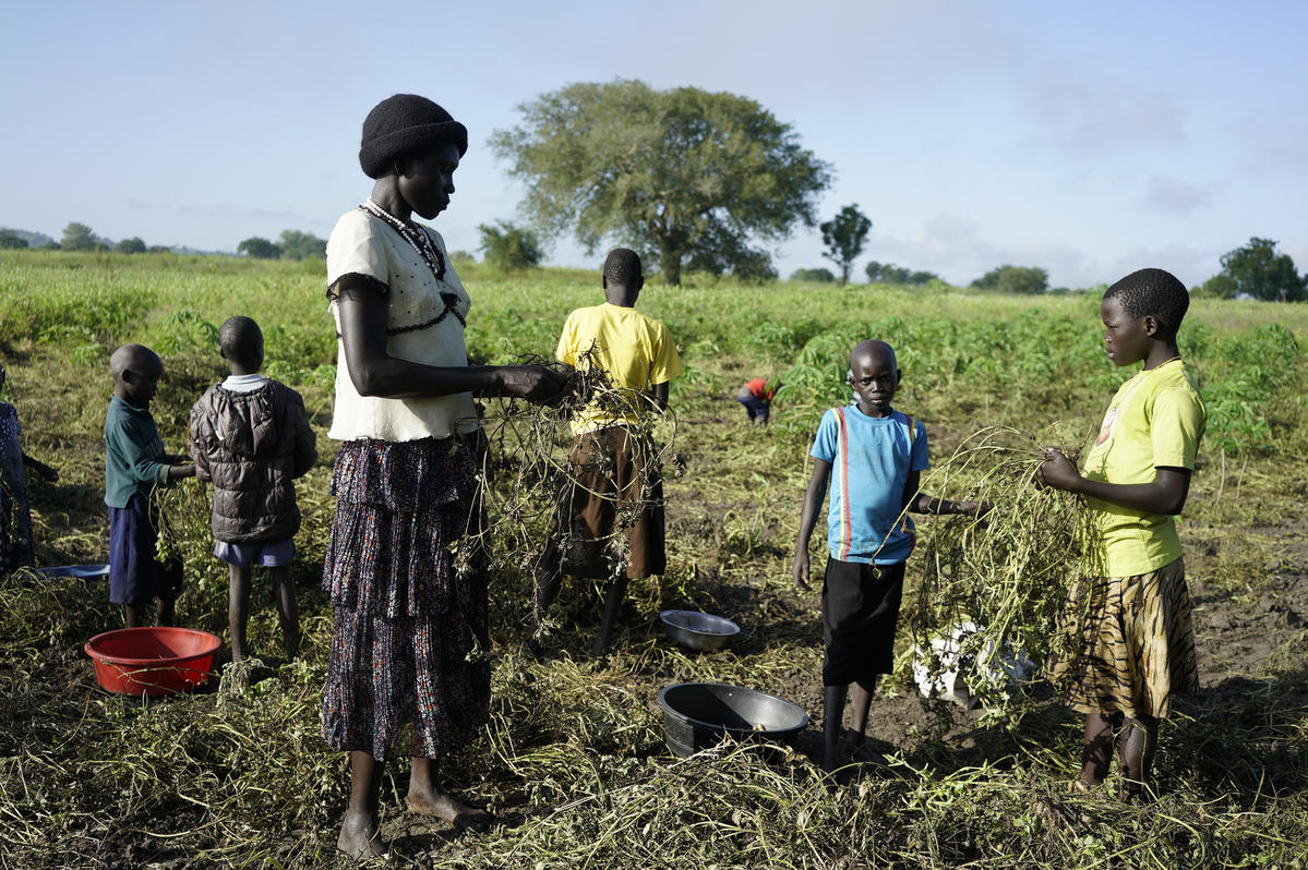 Uganda. South Sudanese refugees regenerate rice-growing economy