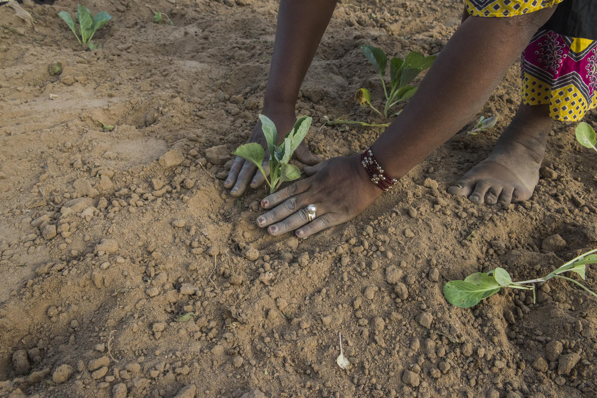 Mali. Gao women's agricultural association given help to grow