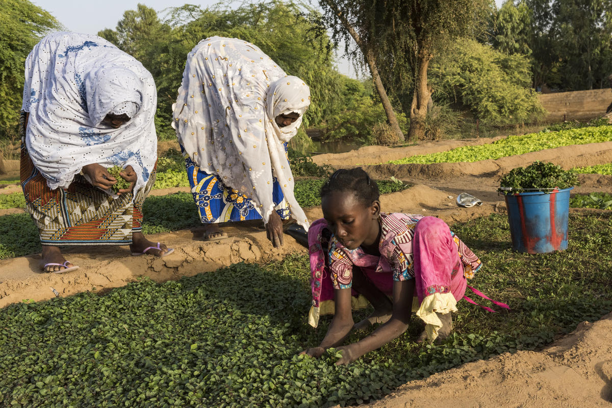 Mali. Gao women's agricultural association given help to grow