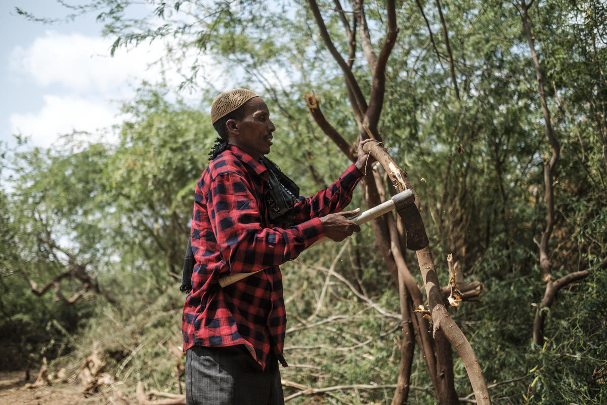 Ethiopia. Pesky weed provides energy and income for Somali refugees and hosts