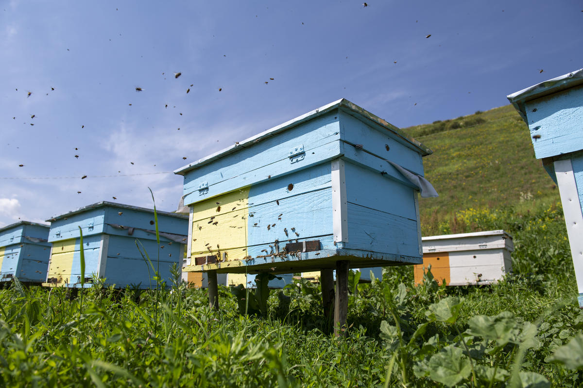 Kyrgyzstan. Saparov Abdusamat, 54, was stateless until recently.  After receiving his identity papers he can now work as a beekeeper and produce honey